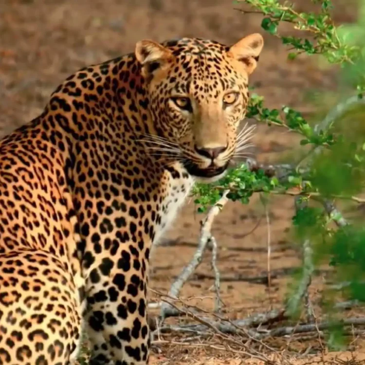 From Negombo: Wilpattu National Park Safari Guided Day Tour